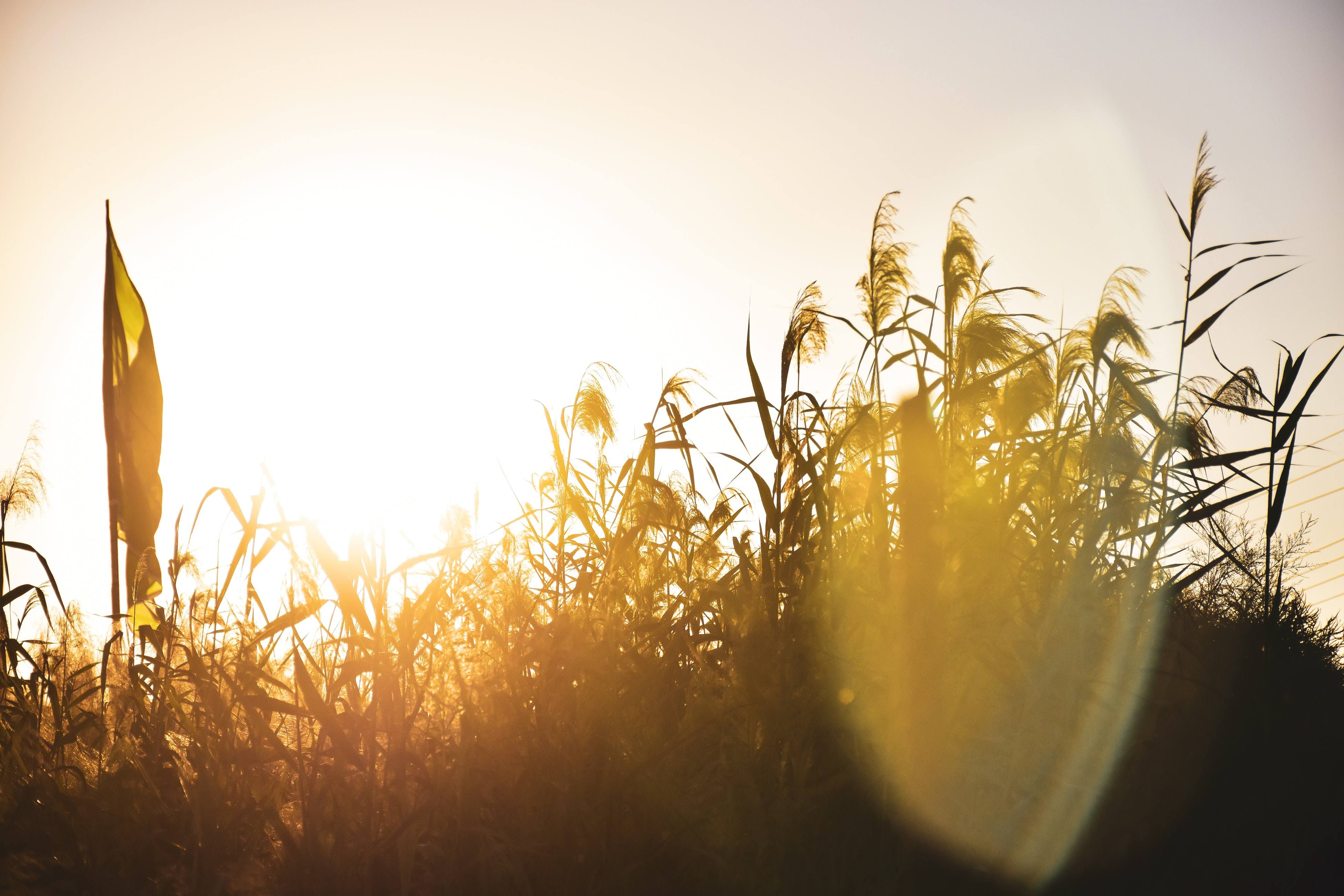Field with sunlight and flare