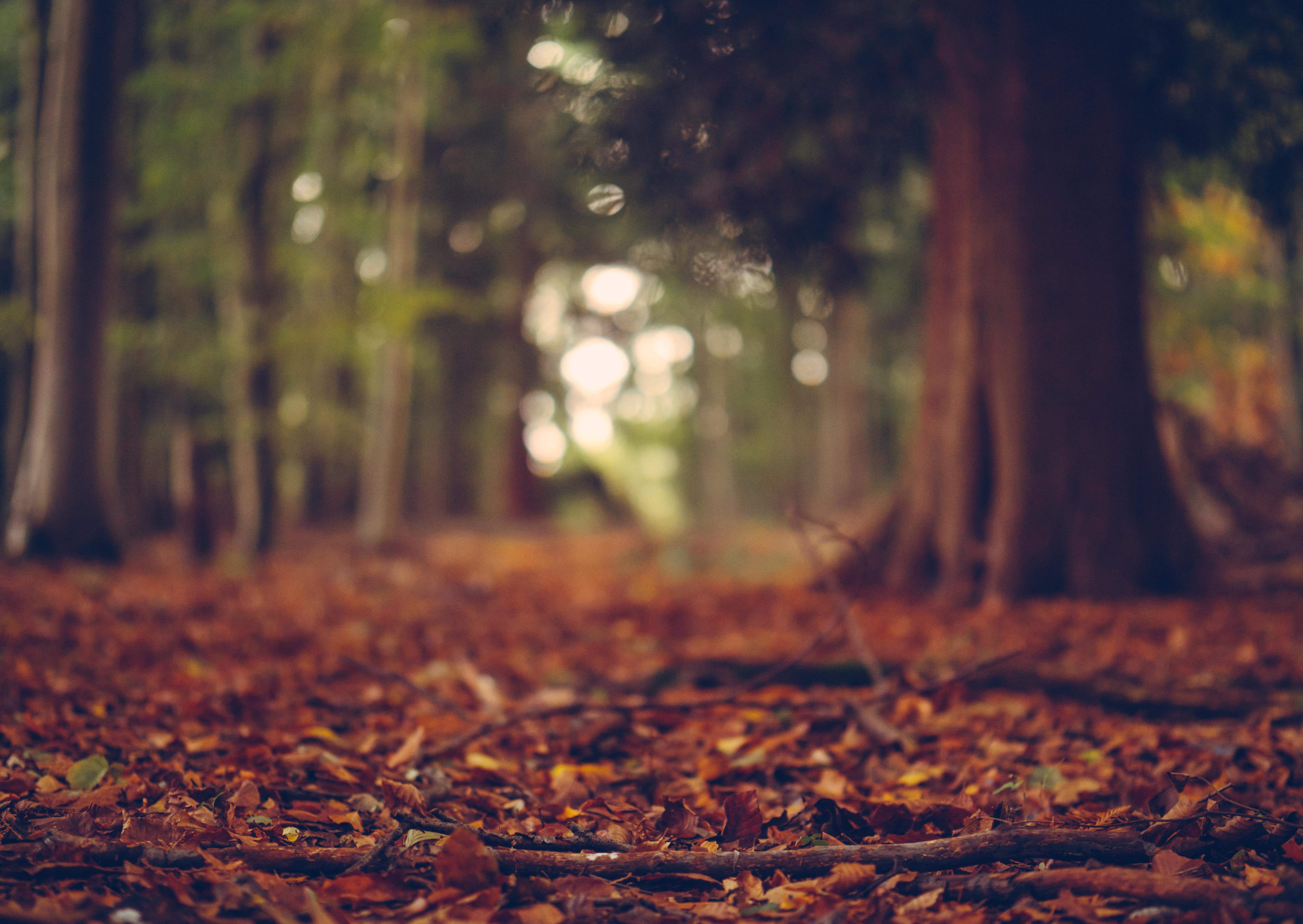 Forest floor and tree