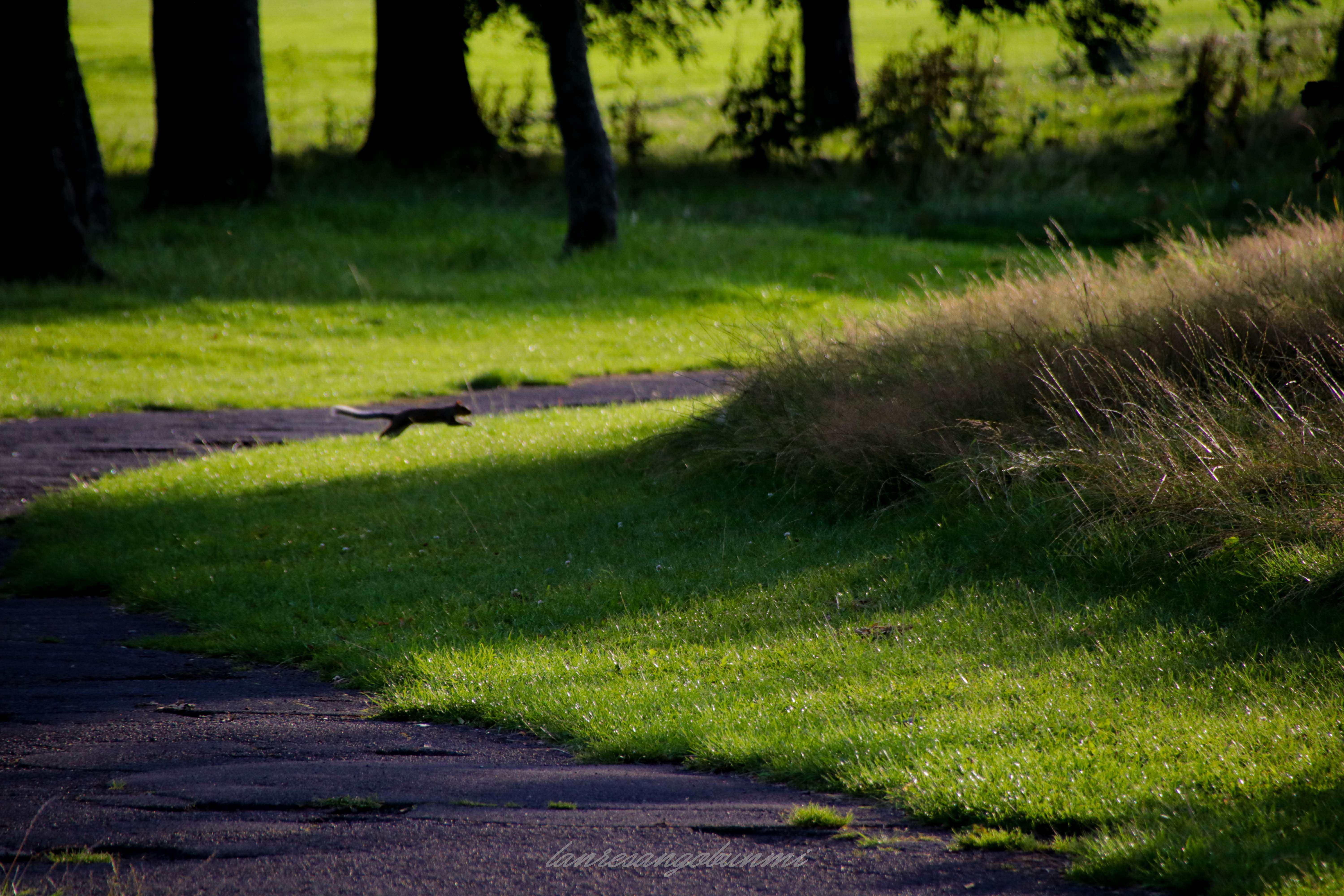 Green funerals pathway
