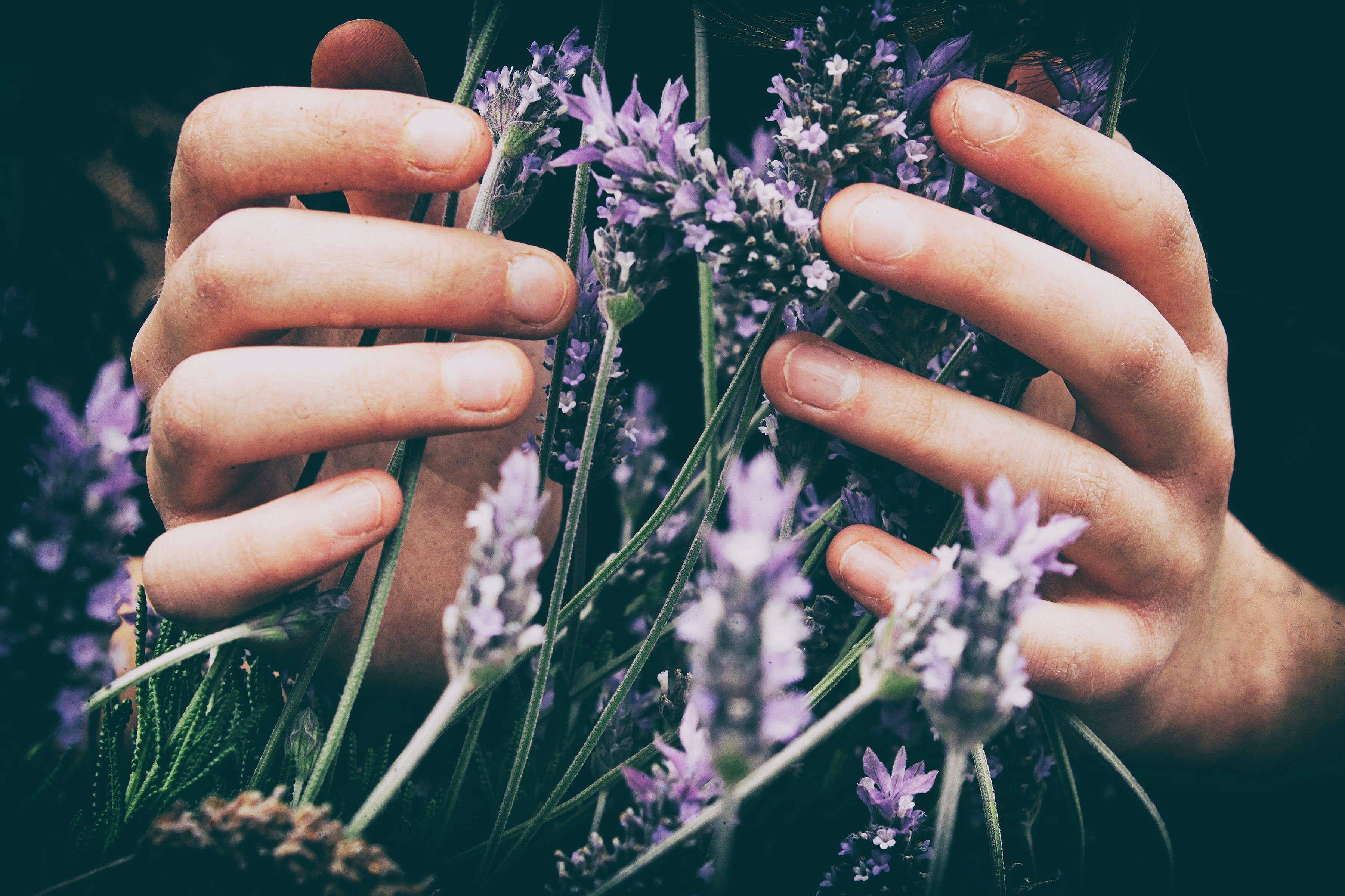 Hand grasping lavender